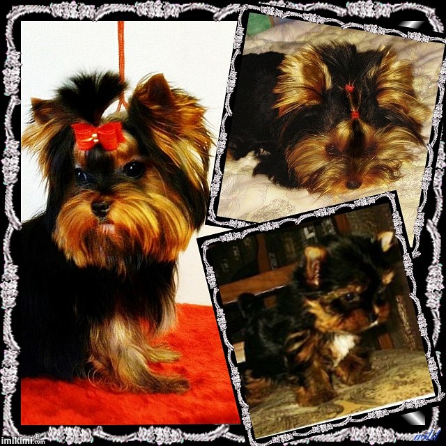 Nasza Hodowla Hodowla Biewer,Golddust,Choco,White Cappuccino,Adda