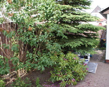 Ogród przed metamorfozą. 