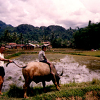 Indonezja - bawół i pola ryżowe