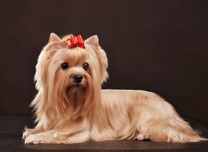 Wzory umaszczenia Hodowla Biewer,Golddust,Choco,White Cappuccino