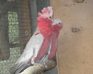 kakadu rozowe