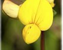 Komonica zwyczajna-Lotus corniculatus