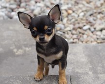 Chihuahua krótkowłosa