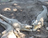 Ferma krokodyli