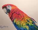 Попугай. Цветные карандаши, бумага, формат А4, 2018г.