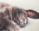 Спящий кролик.  Цветные карандаши, бумага для пастели, формат А4, 2019г.