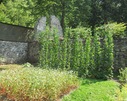 jeden z ogródków- klasztornicy uprawiali m.in. warzywa i zioła