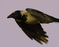 Wrona siwa, Corvus cornix, 24/12/2011, 400mm, f/7.1, s.400, iso 640