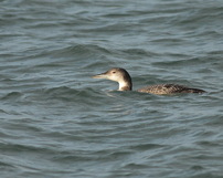 Lodowiec, Common loon, 17/12/2020