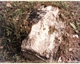 Cmentarz w Kozinie - widoczne pozostałości nagrobków