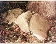 Cmentarz w Kozinie - pozostałości kamiennego ogrodzenia oraz nagrobków
