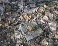Kamienny fragment pochodzący z ogrodzenia