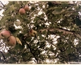 Tereny Pogorzelic - z głodu byśmy nie pomarli  :) Przy brukowej drodze, na skraju pola obficie rosły pyszne jabłka  :)