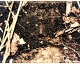 Metalowe pozostałości być może po bramie na terenie dawnego kirkutu w Lęborku