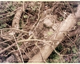 Pogorszewo - krzyż kamienny pod powalonymi gałęziami i drzewkami