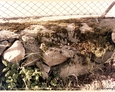 Łebień - pozostałości oryginalnego ogrodzenia