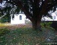 Zabytkowe drzewo i bluszcz na terenie dawnego cmentarza przy kaplicy św. Barbary w Pulheim