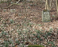 Teren ewangelickiego cmentarza w Gorzynie