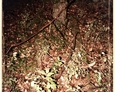 Podkomorzyce - nagrobek ze stojącym postumentem w kształcie pnia drzewa