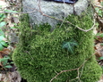 Kawałek tablicy inkrypcyjnej na postumencie w ksztacłcie pnia drzewa