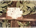 Drewniany krzyż z białą tabliczką inskrypcyjną na dawnym cmentarzu w Bukowinie