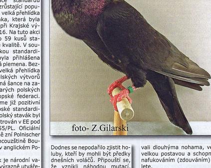 Svet holubu - stawak polski