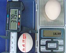 Serama jajka (egg) /rozmiar.waga 