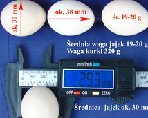 egg / size / weight
