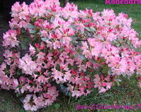 Rodendron