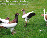 Sroka Krakowska (EE 0808/PL)