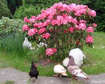 Cochin Bantam