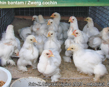 Cochin Bantam / ZWERG COCHIN