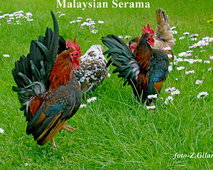 Malaysian Serama