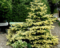 Picea pungens 'Maigold'