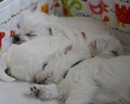 40 dzień szczeniaków - nadal uwielbiamy spać :)