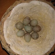 8 jaj od jednej samicy nr.52/2010 r   zniosła w 2013 r
