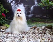 MATKA