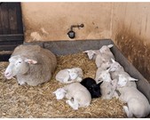 Wycieczka 5a do Szreniawy