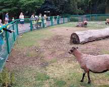 Dzieci z Oddziału Przedszkolnego wybrały się na wycieczkę do ZOO. 