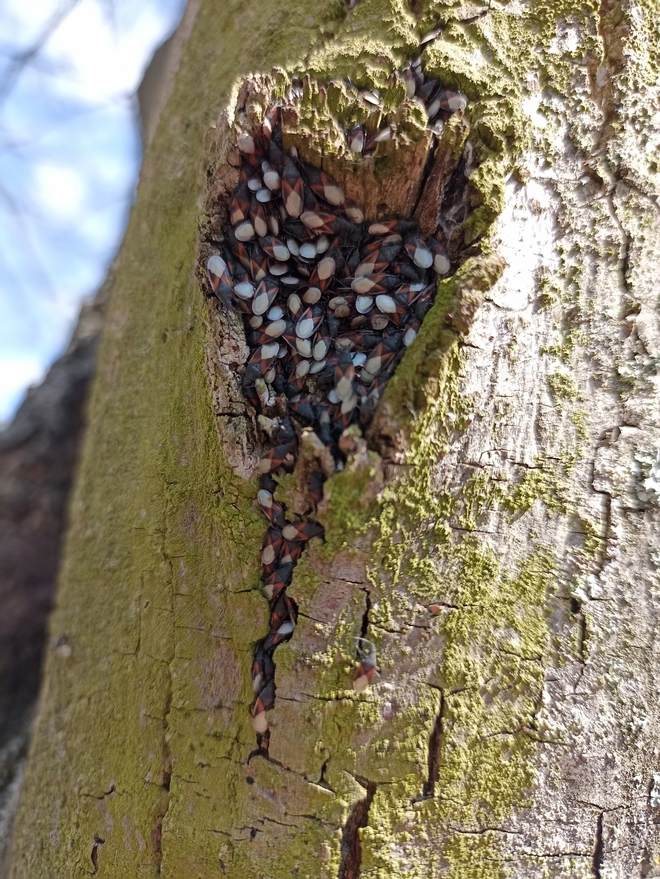 Na pniu drzewa znajdują się kolonie skupieńca lipowego.