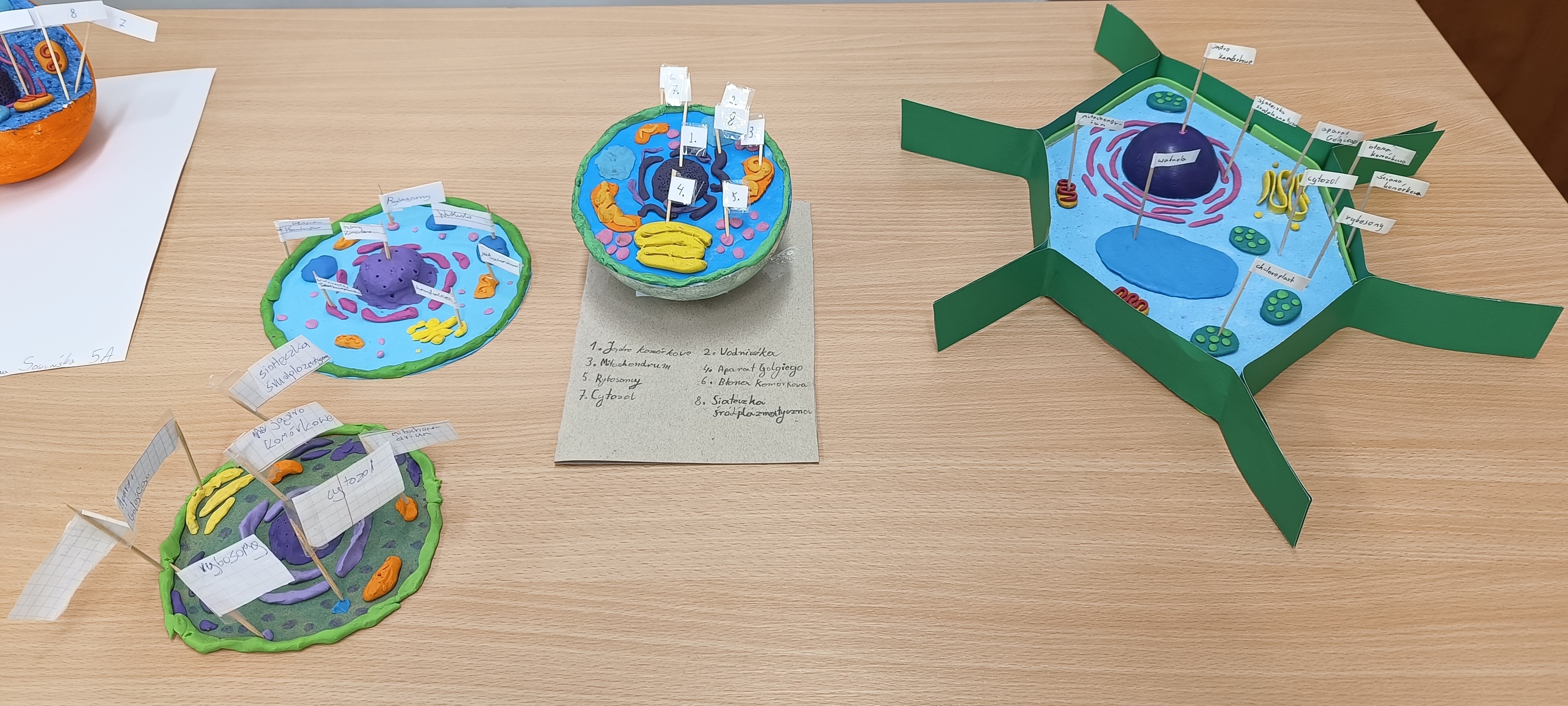 Uczniowie klas piątych na lekcjach biologii stworzyli własne modele komórek roślinnych i zwierzęcych