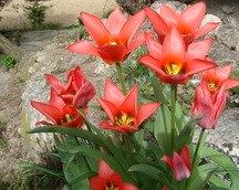 Tulipany skałkowe