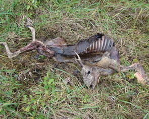 Nieznane są przyczyny śmierci dzikich zwierząt, niestety widok taki spotykamy coraz częściej