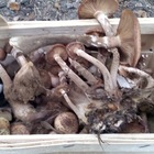 A mówi się, że październik nie jest porą na zbieranie grzybów ;)