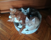 Kitty, Kenzo, Keri i Kiro (06.04.2018)