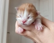 GOD FATHER (ds 03 22)