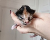 GIN BLUEBERRY (fs 09)