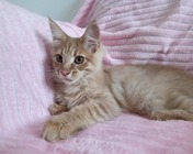 WARM WELCOME (e 22) zamieszkał w Rudzie Śląskiej (24.06.2025)