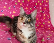 WARRIOR QUEEN (g 09 22) zamieszkała w Sosnowcu (29.10.2025)