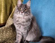 WOW OH WOW (a 22) zamieszkała w Dąbrowie Górniczej (17.01.2026)